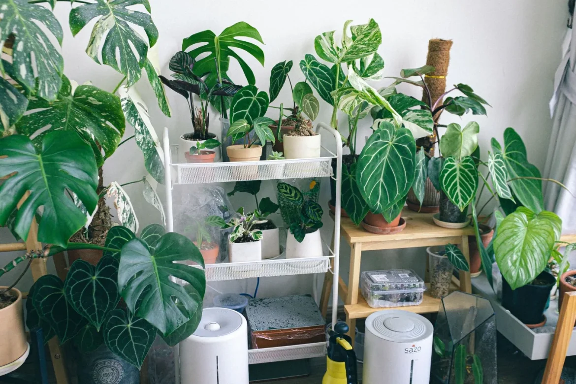 Dehumidifier vs Air Purifier: Which Do You Need? - dehumidifier vs air purifier